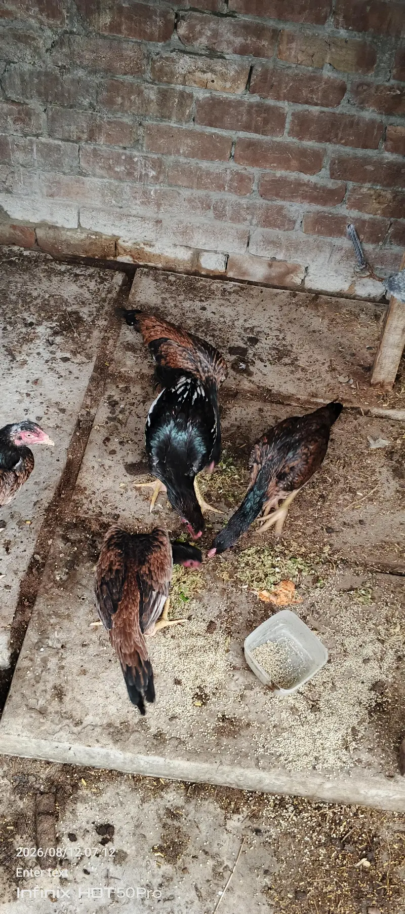 aseel mianwali for sale — photo 5