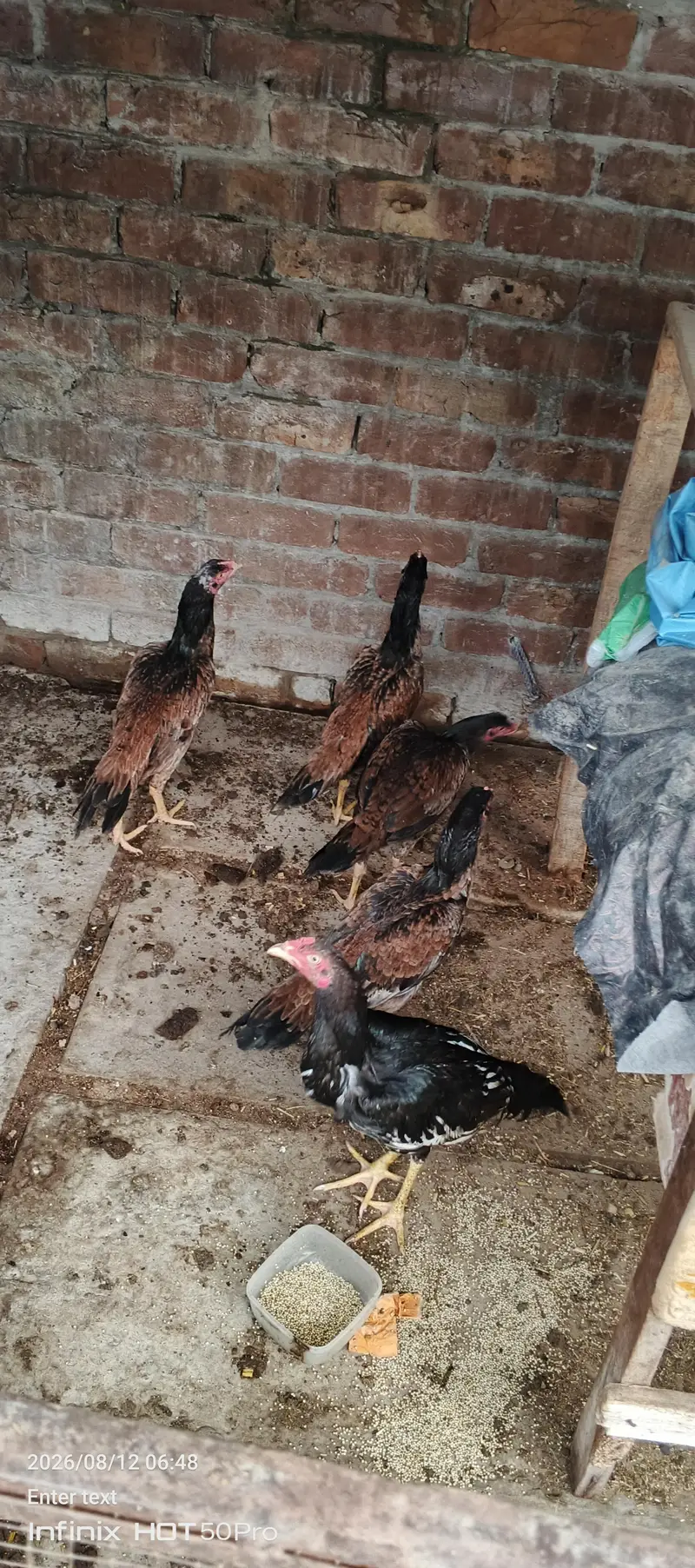aseel mianwali for sale — photo 6