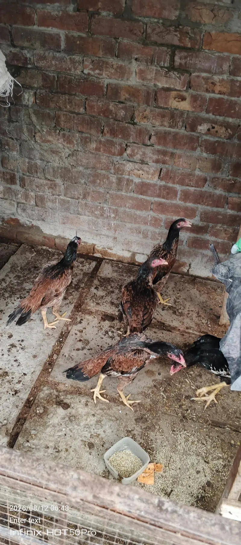 aseel mianwali for sale — photo 7