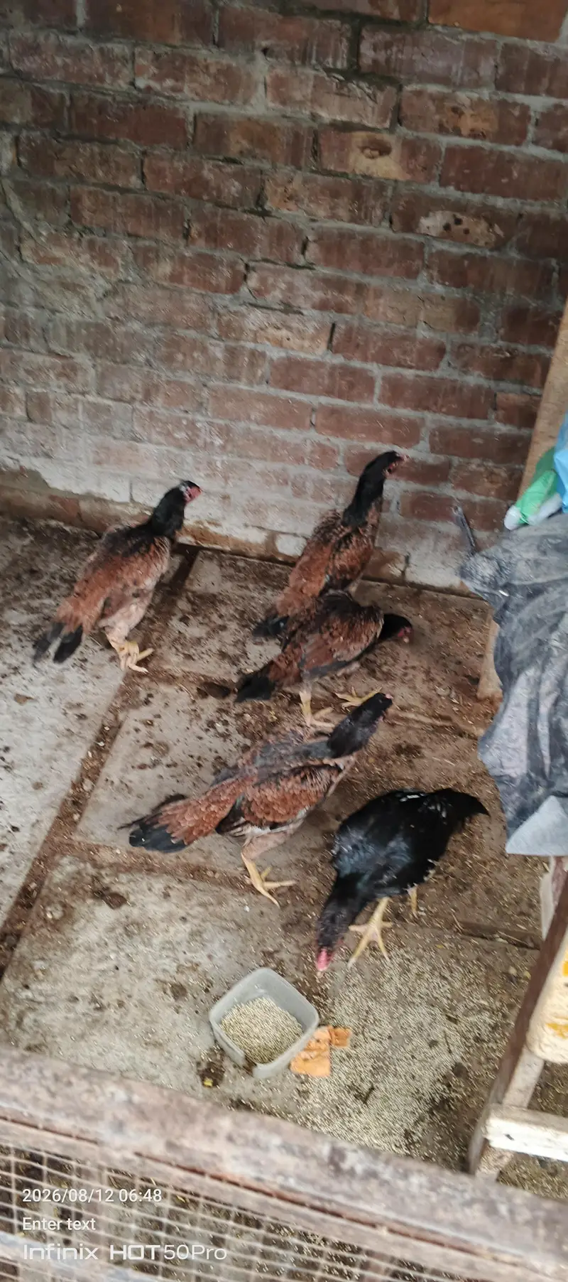 aseel mianwali for sale — photo 8