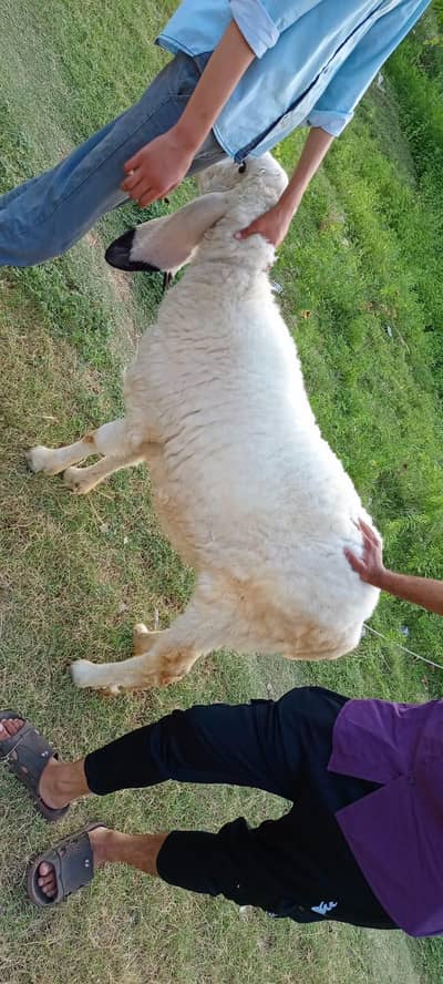 Kajli female sheep available