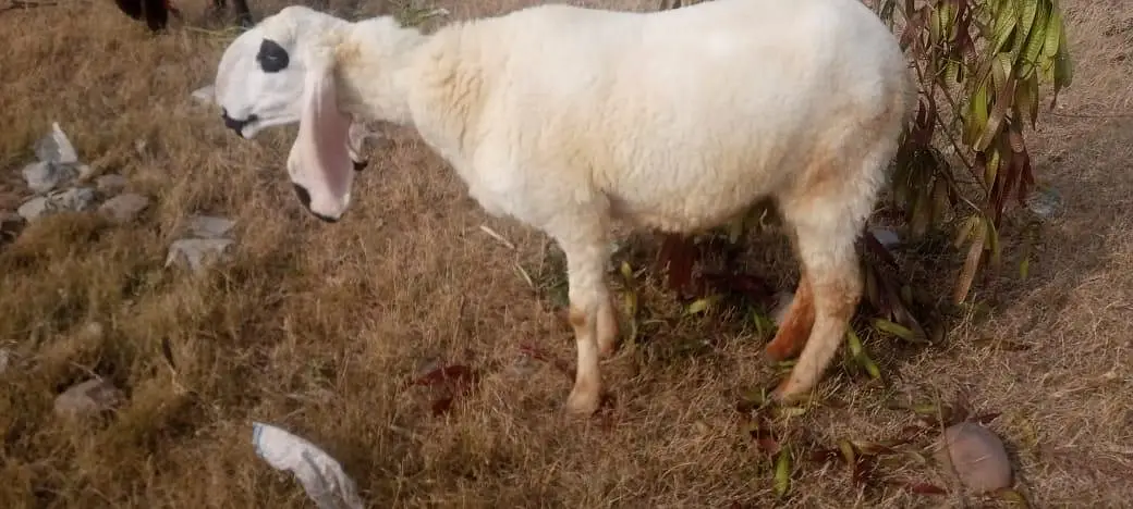 Kajli female sheep available — photo 2