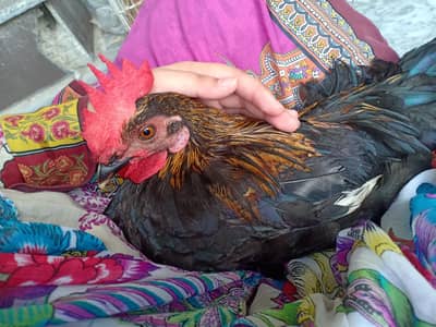 Roaster/Murgha