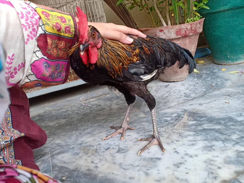 Roaster/Murgha 1