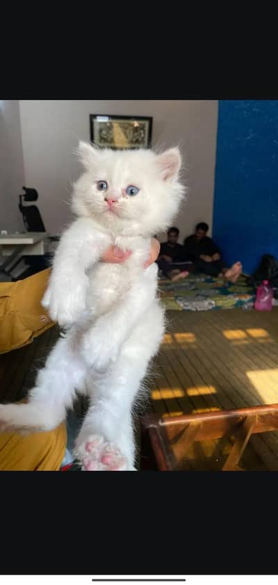 Persian kittens blue eyes