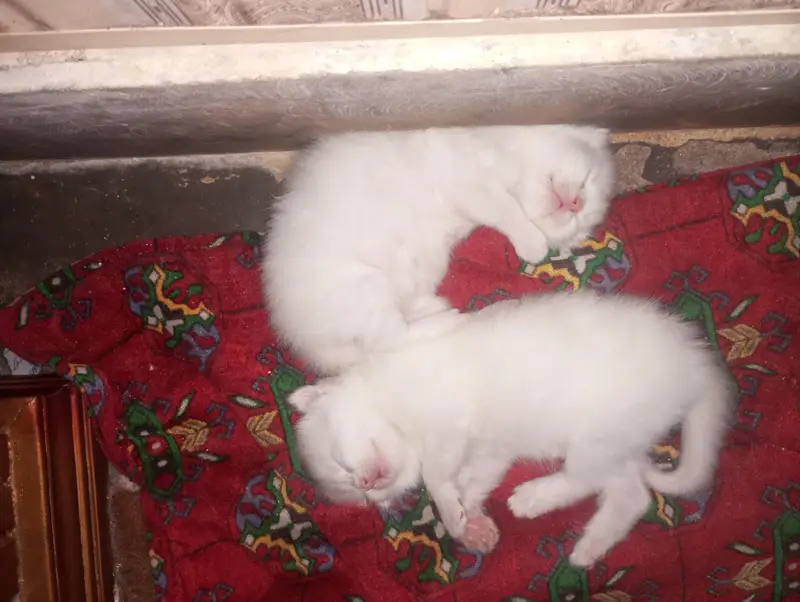 Persian kittens blue eyes — photo 2