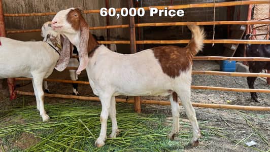 Female Goats