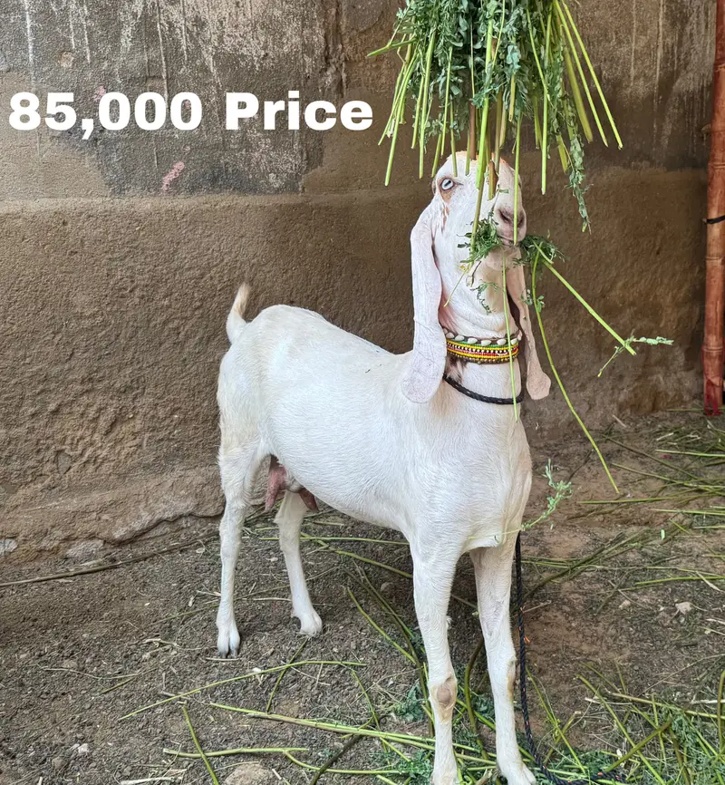 Female Goats — photo 2
