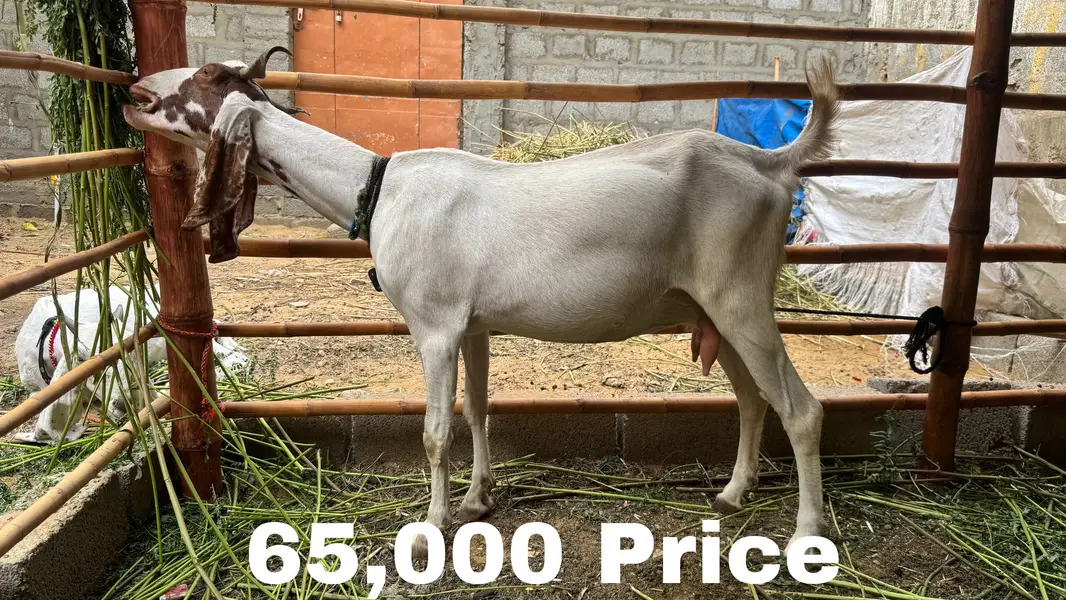 Female Goats — photo 3