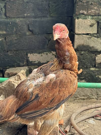 High-Quality Aseel Pathiya (Mianwali x Jawa)