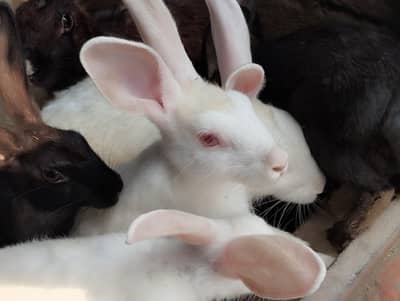Rabbits for sale