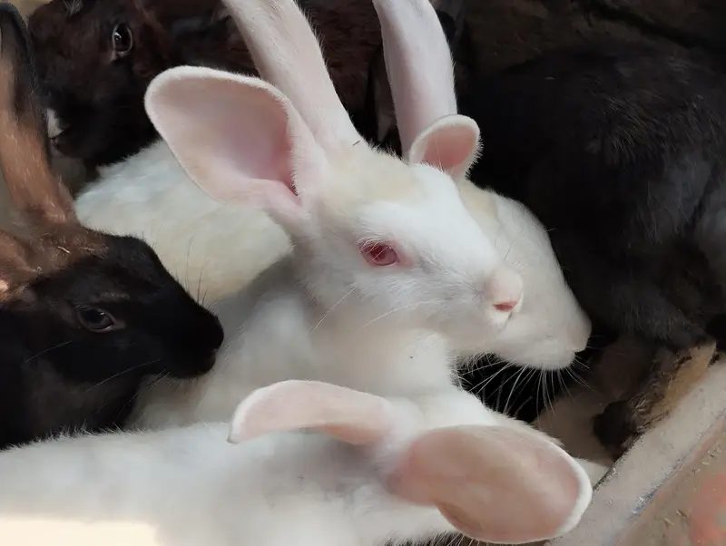 Rabbits for sale