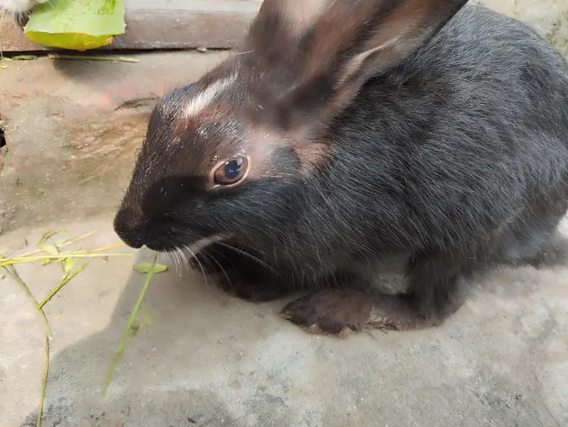 Rabbits for sale — photo 2