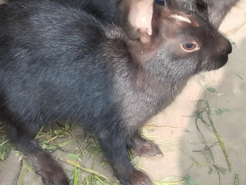 Rabbits for sale — photo 3