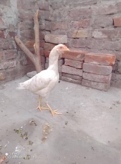Heera Aseel murgi proper white Aseel murgi