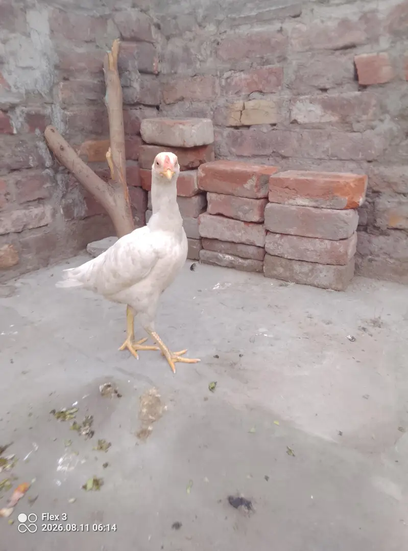 Heera Aseel murgi proper white Aseel murgi — photo 2