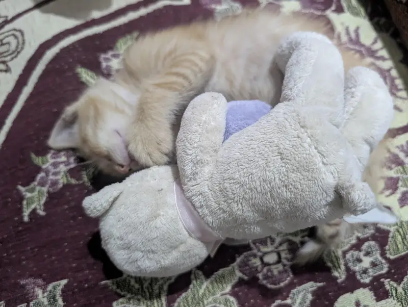 Persian Cat Give Away — photo 2