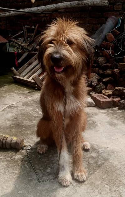pure breed dog