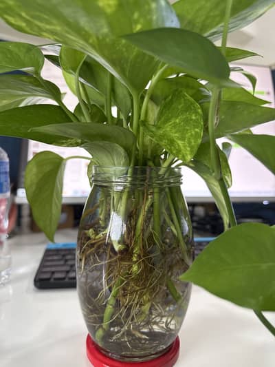 Money plant for sale