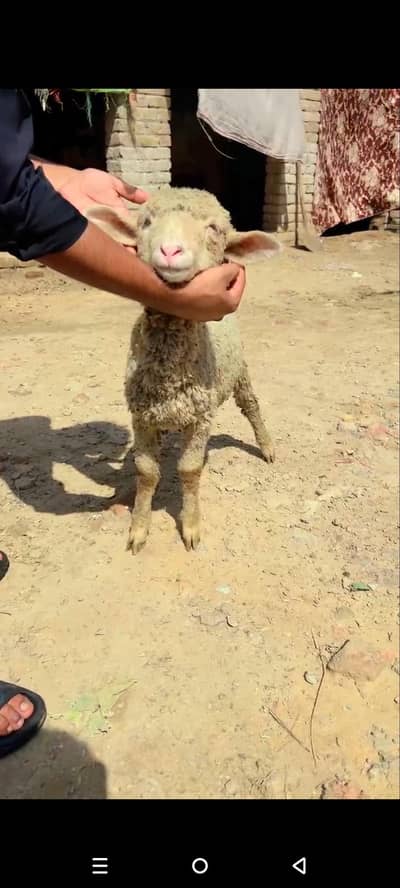 beautiful male sheep