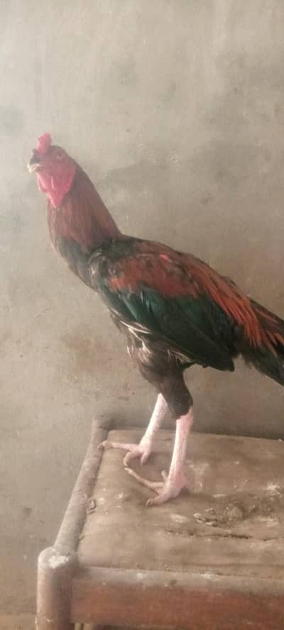 Top quality aseel murga breeding