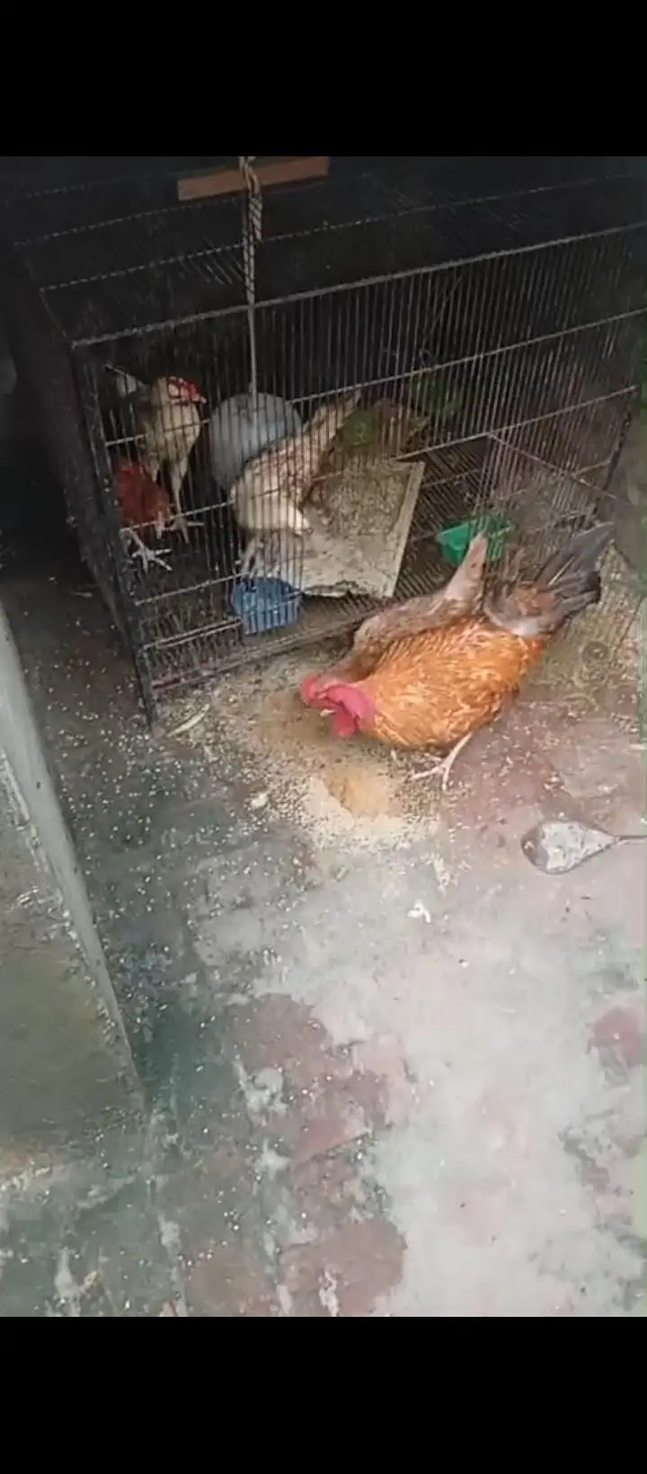 ek bhr murga ha hur murgi Andy deti ha abhi mihna hva Andy dyri — photo 2