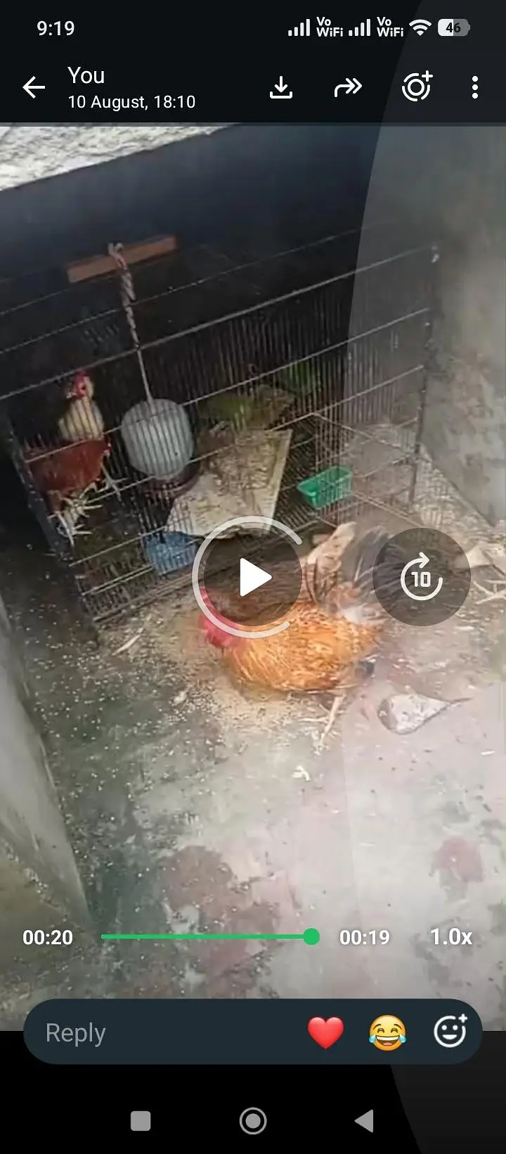 ek bhr murga ha hur murgi Andy deti ha abhi mihna hva Andy dyri — photo 3
