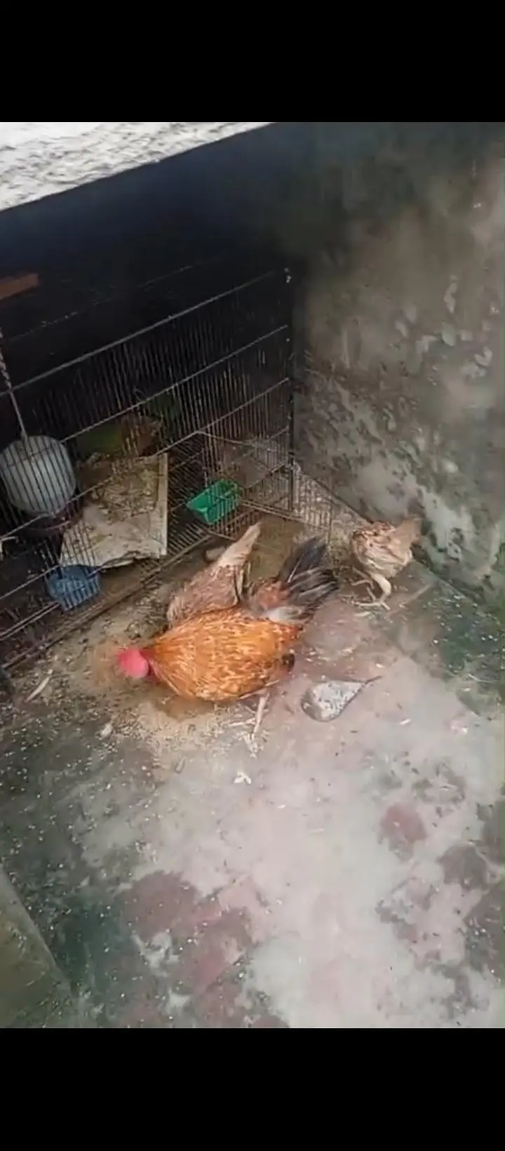 ek bhr murga ha hur murgi Andy deti ha abhi mihna hva Andy dyri — photo 4