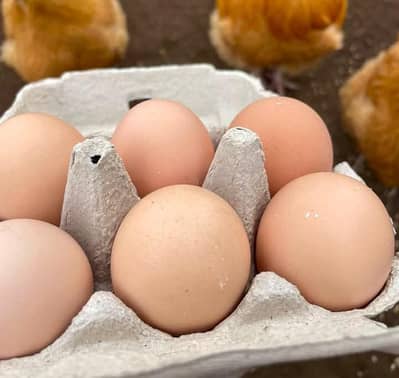 misre fertile eggs 