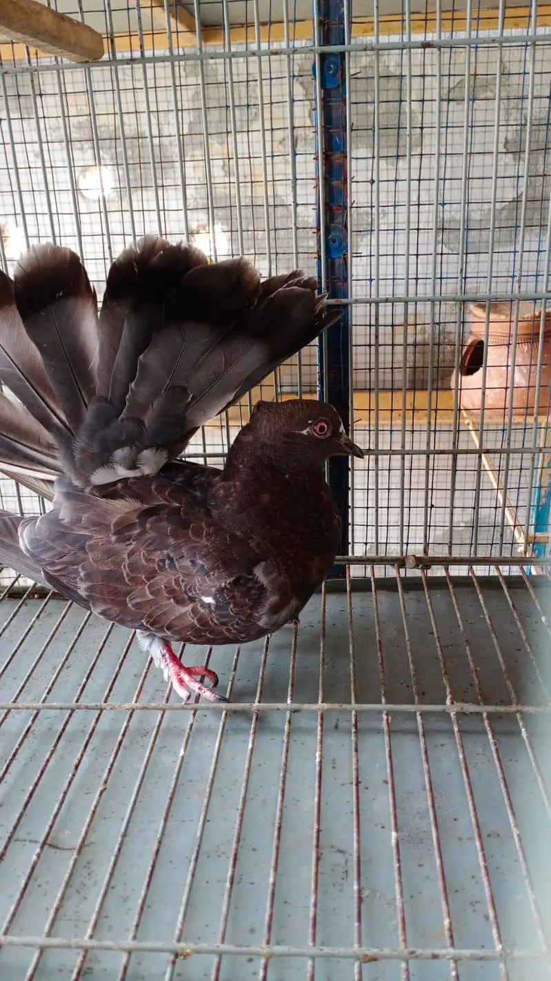 black Indian fantail — photo 2