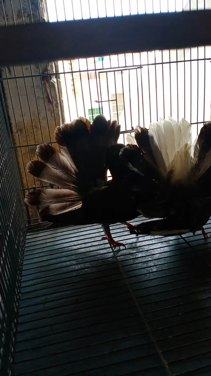 black Indian fantail — photo 3