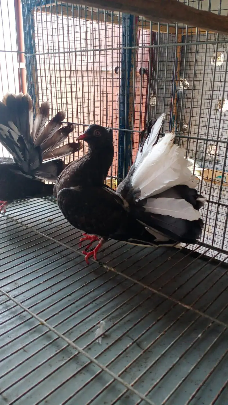 black Indian fantail — photo 4