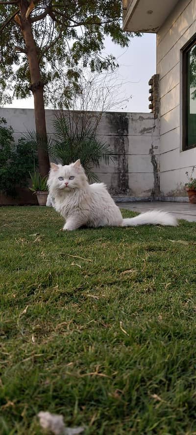 Punch face Persian male blue eyes