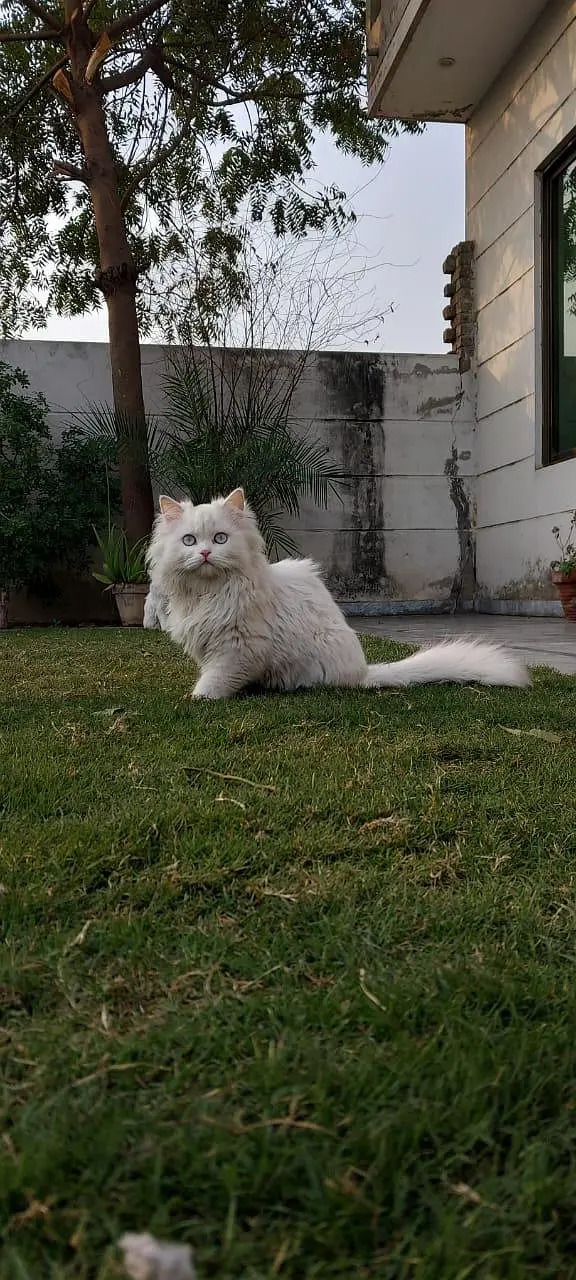 Punch face Persian male blue eyes — photo 2