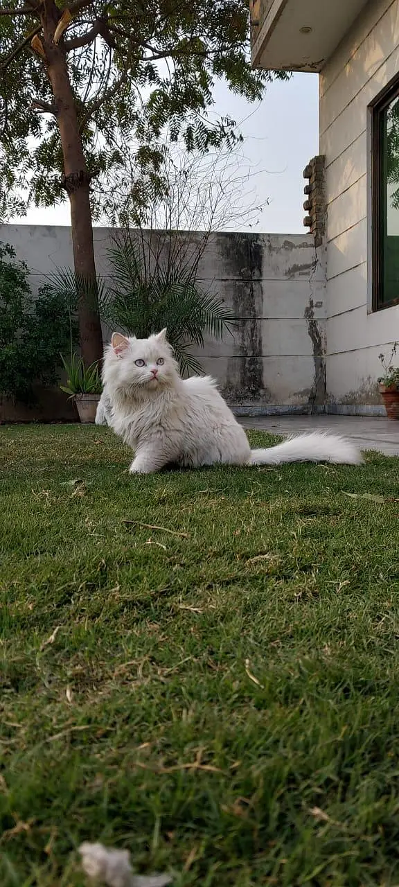 Punch face Persian male blue eyes — photo 3