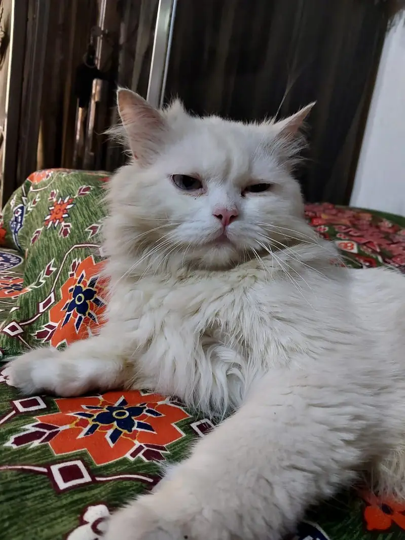 Punch face Persian male blue eyes — photo 4