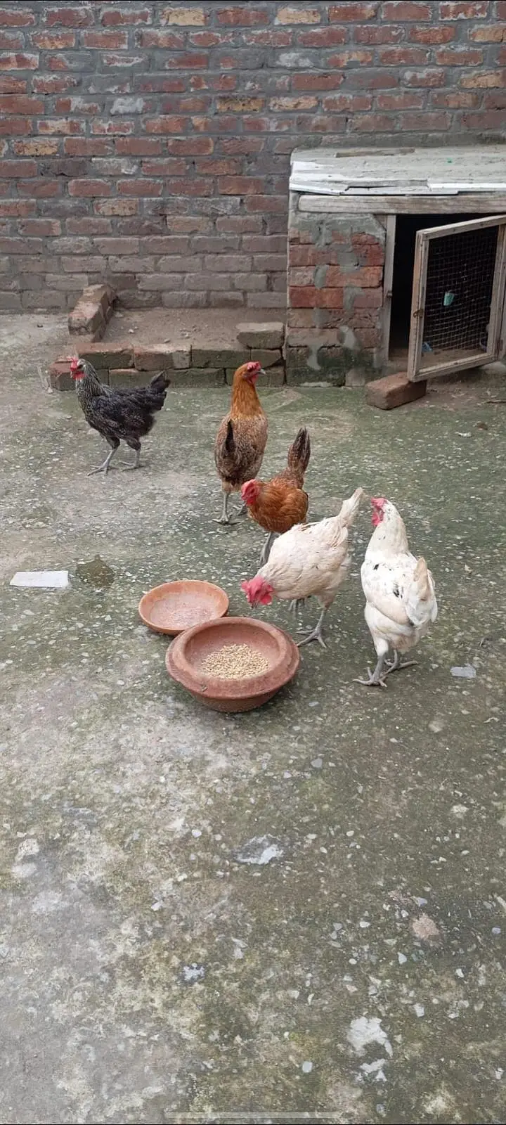 golden misri — photo 4
