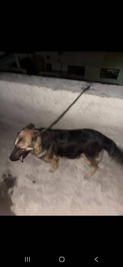 German shepherd female