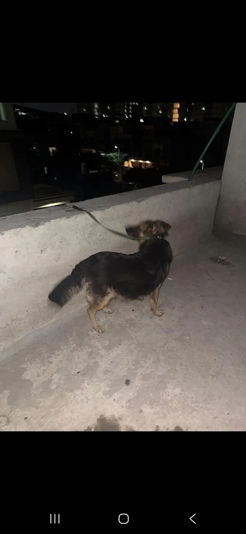 German shepherd female — photo 2