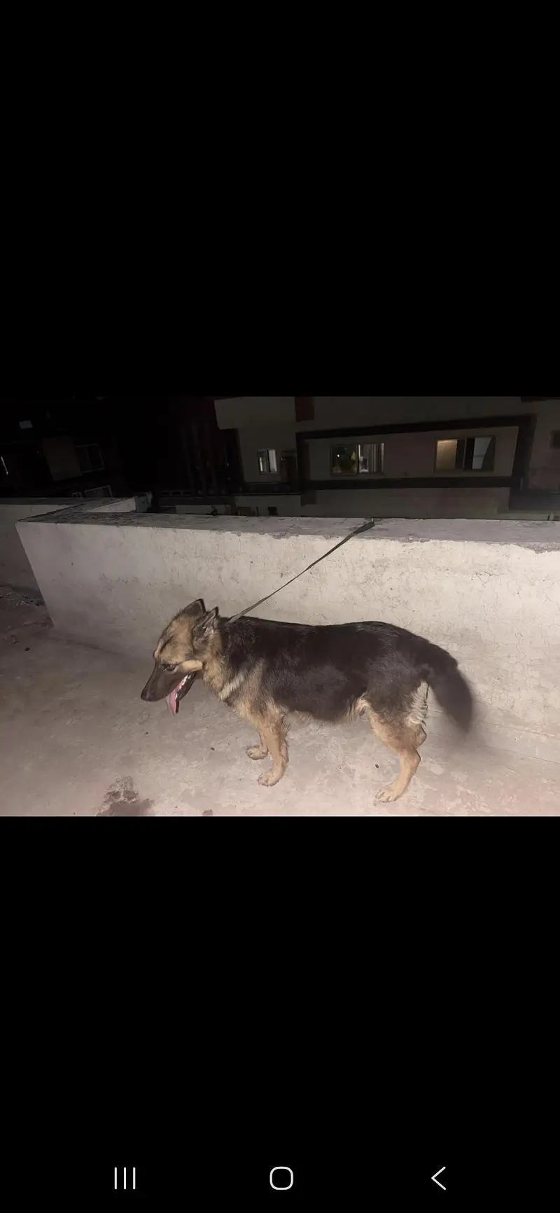 German shepherd female — photo 3