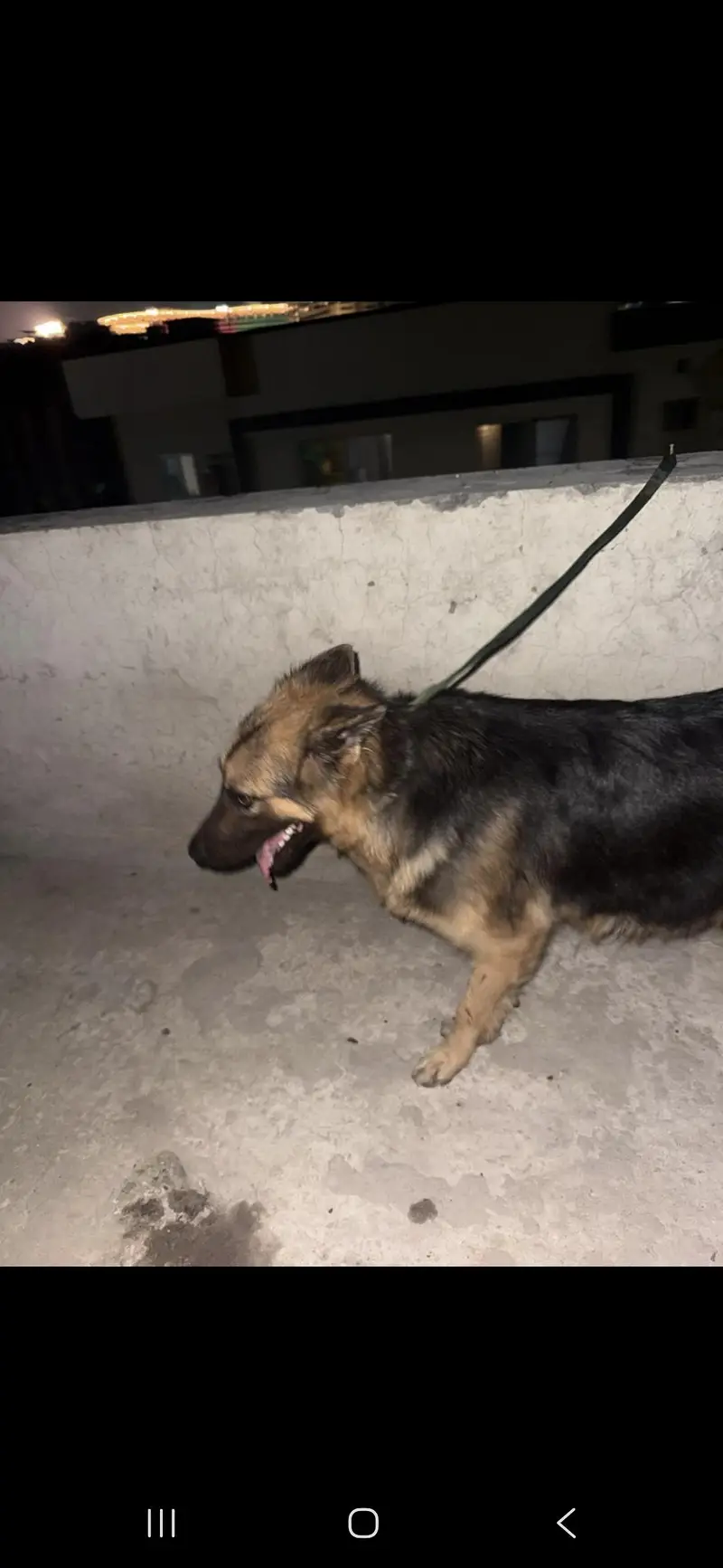 German shepherd female — photo 4