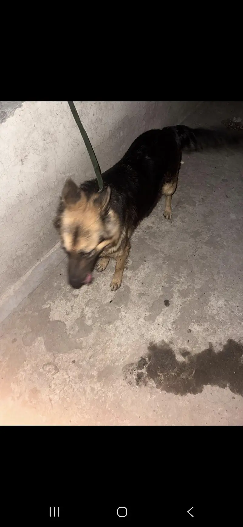 German shepherd female — photo 5