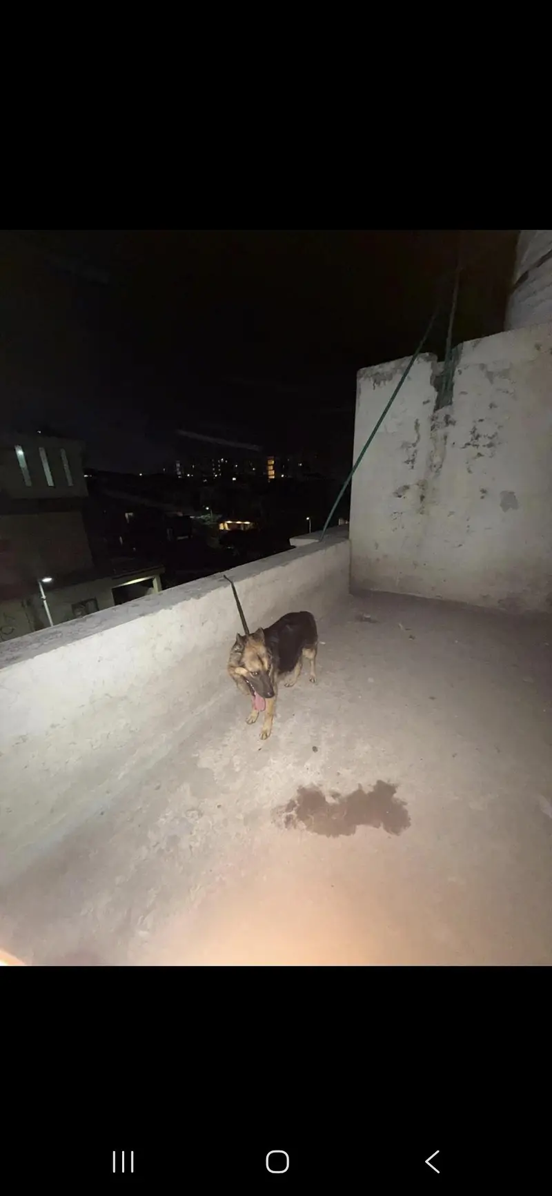 German shepherd female — photo 6