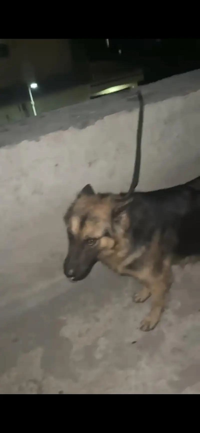 German shepherd female — photo 7