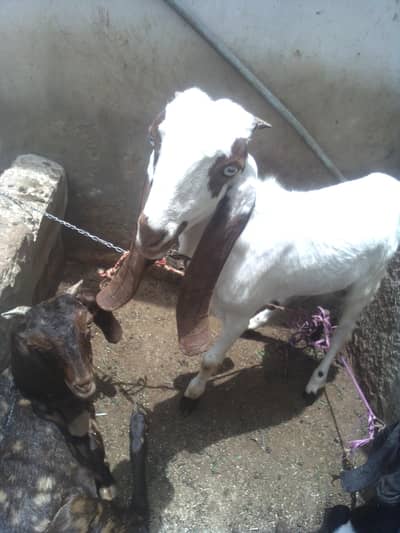 male bakra for sale interested person call me 03422956864