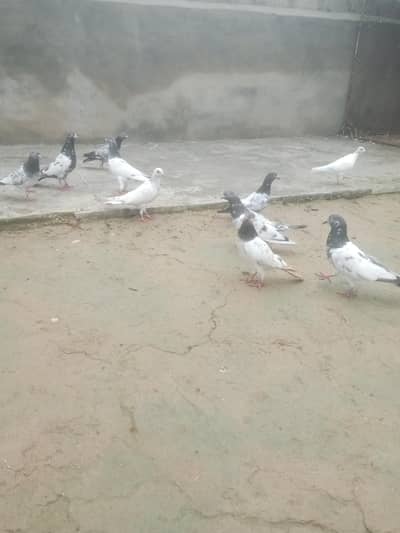 15 piece parwazi goldan tady mix for sail location chakwal