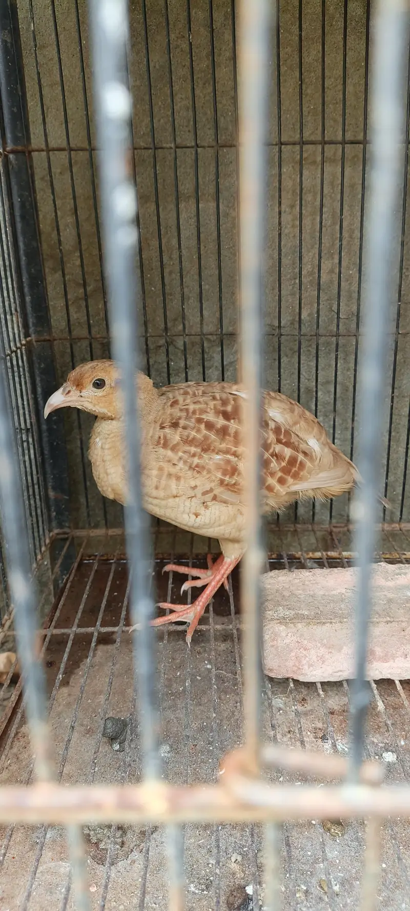 Teetar For Sale — photo 2