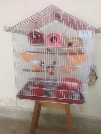 3 pairs zebra finches