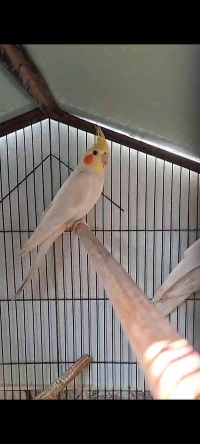 Cream Cockatiel Adult Males