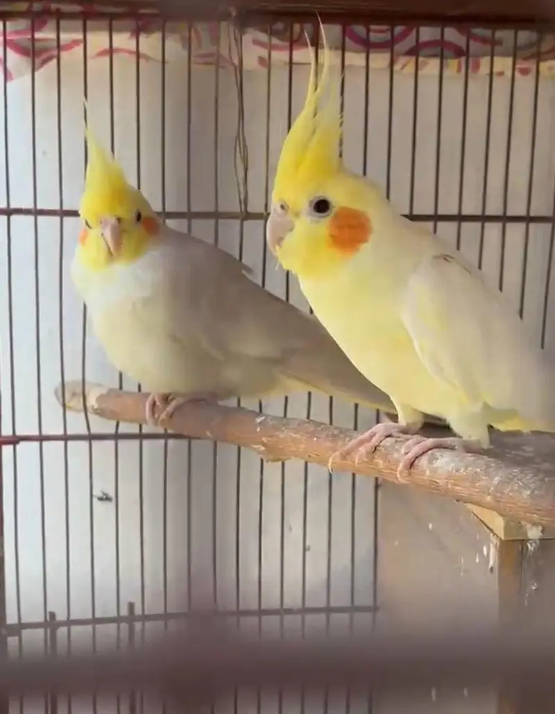Cream Cockatiel Adult Males — photo 2